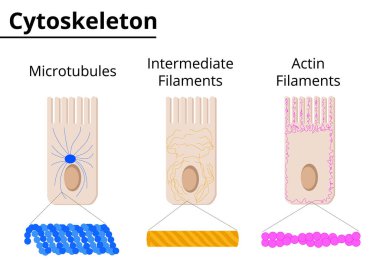 Different structures of cytoskeleton. Microtubules, intermediate filaments and actin filaments. Vector illustration. Didatic illustration. clipart