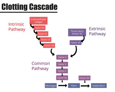 The Clotting Cascade Labeled Diagram. Coagulation factors of blood. Vector illustration. Didactic illustration. clipart