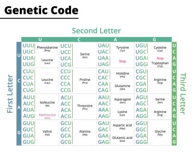 Genetik kod çizelgesi. Protein sentezine RNA kodonları. Vektör çizimi. Didatik illüstrasyon.
