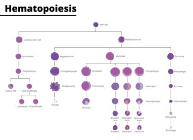Hematopoiesis differentiation of blood cell types infographic stem cell derived blood cells and immune cells. Vector illustration. Didatic illustration. clipart