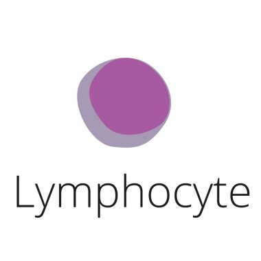 Lenfosit B ve T hücresi. Bağışıklık sistemi (bağışıklık sistemi tepkisi) hücreleri. Beyaz arkaplanda vektör illüstrasyonu. Didatik illüstrasyon.