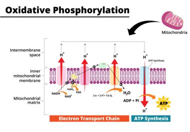 Oxidative phosphorylation process. Electron transport chain. The final step in cellular respiration. Vector illustration. Didatic illustration. clipart