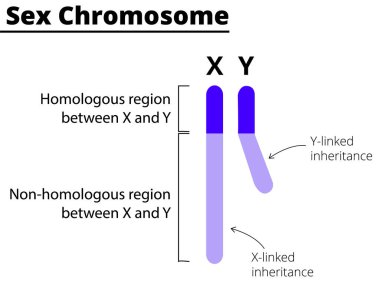 Beyaz arka planda X ve Y kromozomları. X bağlantılı ve Y bağlantılı miras. Vektör illüstrasyonu.