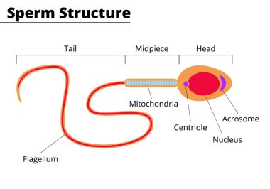 Sperm hücresi. Spermin morfolojik yapısı. İnsan ve hayvan spermleri hücresi. Vektör çizimi. Didatik illüstrasyon.