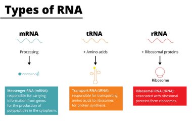 RNA türleri: haberci RNA (mRNA), ulaşım RNA (tRNA), ribozomal RNA (rRNA). Vektör illüstrasyonu.