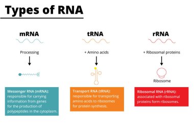 Types of RNA: messenger RNA (mRNA), transport RNA (tRNA), ribosomal RNA (rRNA). Vector illustration. clipart