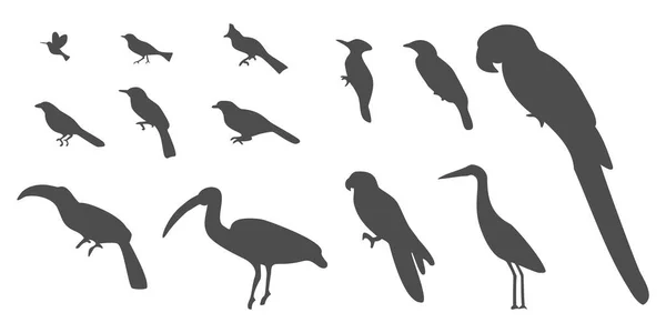 Set Silhouetten Van Vogels Illustratie Van Vogelverzameling Geïsoleerd Witte Achtergrond — Stockvector