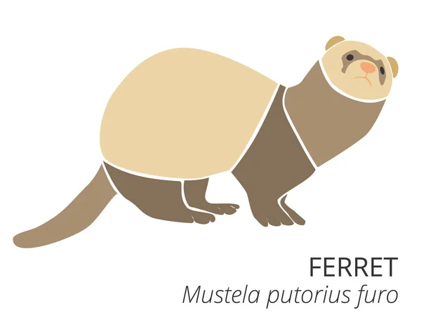 Şirin Gelincik Çizgi Filmi Vektör İllüstrasyonu. Evcil hayvan resmi. Küçük hayvan. Güzel çizgi film sanatı. Logo tasarımı. Vektör illüstrasyonunu ayır.