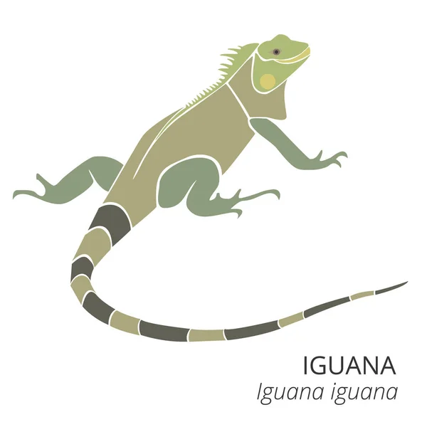 Şirin Yeşil İguana Çizgi Film Vektör İllüstrasyonu. Evcil hayvan resmi. Küçük sürüngen hayvan. Güzel çizgi film sanatı. Logo tasarımı. Vektör illüstrasyonunu ayır.