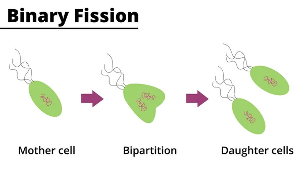 Fissione Binaria Riproduzione Asessuale Alcuni Organismi Unicellulari Illustrazione Vettoriale Illustrazione — Vettoriale Stock