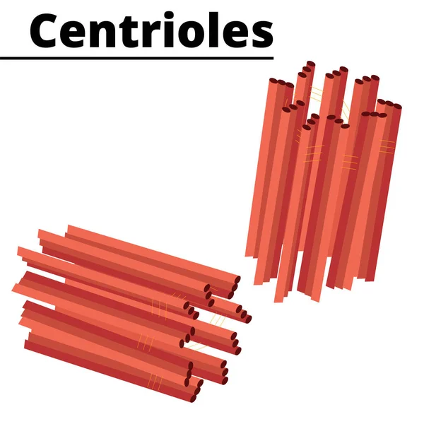 Santriollerin yapısı. Ökaryotik hücrelerin organeli. Sitoskelet. Vektör çizimi. Didatik illüstrasyon.