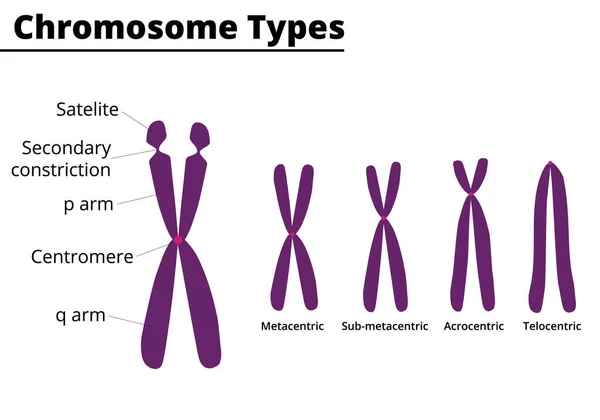 Partes Cromosómicas Tipo Cromosómico Acuerdo Posición Del Centrómero Metacéntrico Submetacéntrico — Vector de stock