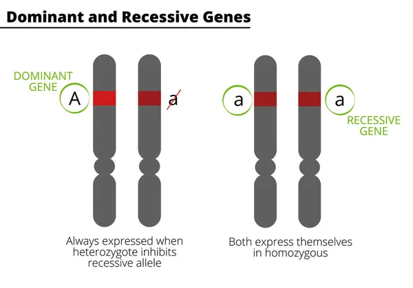 Difference Dominant Recessive Genes Homozygous Heterozygous Genotype Vector Illustration Didactic — Stock Vector