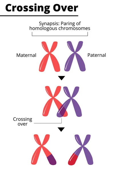 Cromosomi Omologhi Materno Paterno Scambiano Materiale Genetico Attraversando Ricombinazione Omologa — Vettoriale Stock