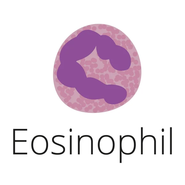 Eosinophil, beyaz kan hücresi, illüstrasyon. Lökosit, alerji, granüller, iltihap. Vektör çizimi. Didatik illüstrasyon.