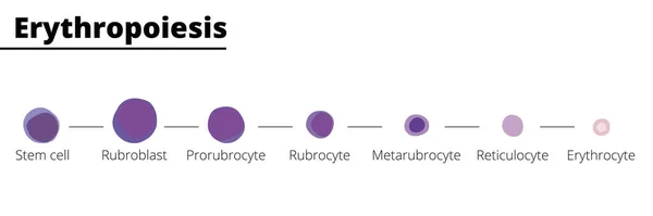 Erythropoiesis Diferenciação Células Sanguíneas Infográfico Células Estaminais Derivadas Sangue Eritrócitos —  Vetores de Stock