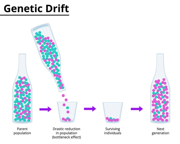 Teoria Della Deriva Genetica Effetto Collo Bottiglia Illustrazione Vettoriale Illustrazione — Vettoriale Stock