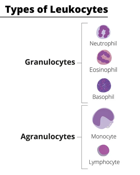 Beyaz kan hücrelerinin türleri. Lökositler granüloitler ve agranüloitler. Nötrofil, Eosinophil, Basophil, Lenfosit, Monosit. Vektör çizimi. Didatik illüstrasyon.