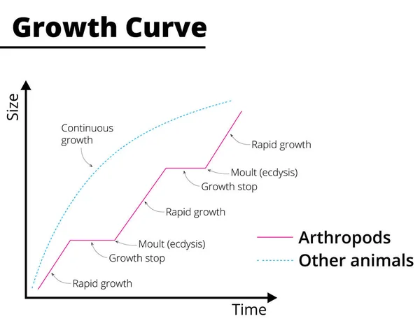 Schema Della Curva Crescita Degli Artropodi Altri Animali Illustrazione Vettoriale — Vettoriale Stock