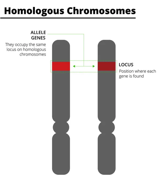 Гомологичные Хромосомы Генами Аллелей Одном Месте Векторная Иллюстрация Дидатическая Иллюстрация — стоковый вектор