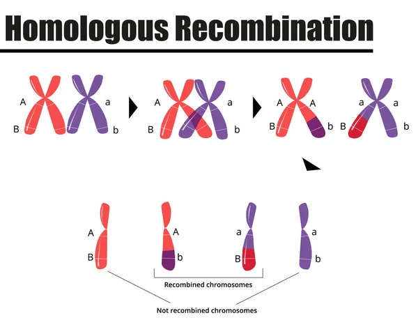 Gamet formasyonunda homolog DNA rekombinasyonu. Vektör çizimi. Didatik illüstrasyon.