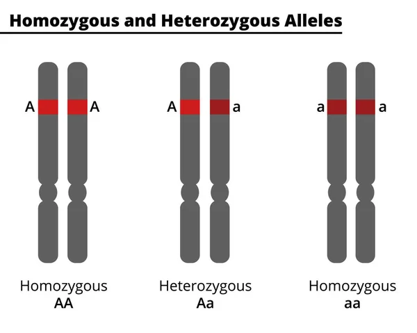 Homozigot ve Heterozigot alelleri arasındaki fark. Tek bir DNA bölgesindeki diploid bir organizmanın genotipi. Vektör çizimi. Didatik illüstrasyon.