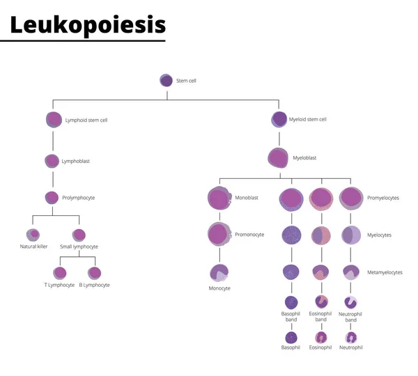 Beyaz kan hücresi infografik kök hücresinin lökositler tarafından türetilen lökositlerdeki lökositlerin lökositleri. Vektör çizimi. Didatik illüstrasyon.