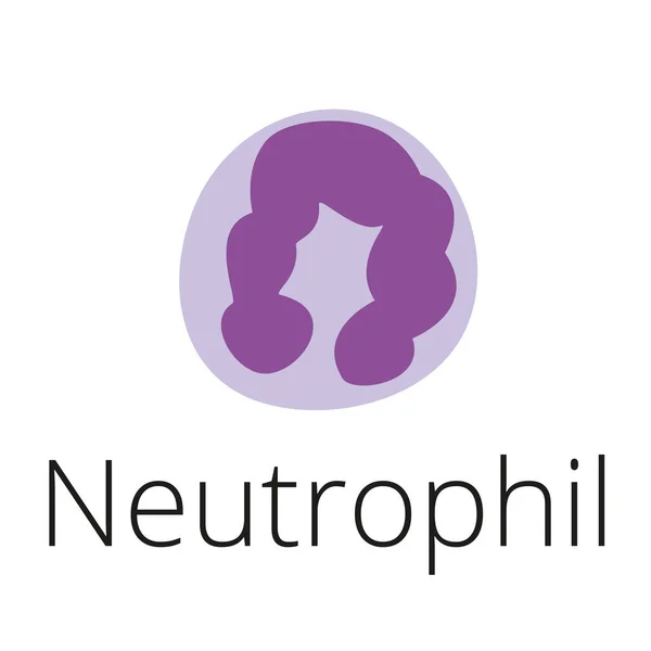 Nötrofil, beyaz kan hücresi, illüstrasyon. En bol granüloit türü, fagositleşme aktivitesi var, iltihaplanmada yer alıyor. Vektör illüstrasyonu