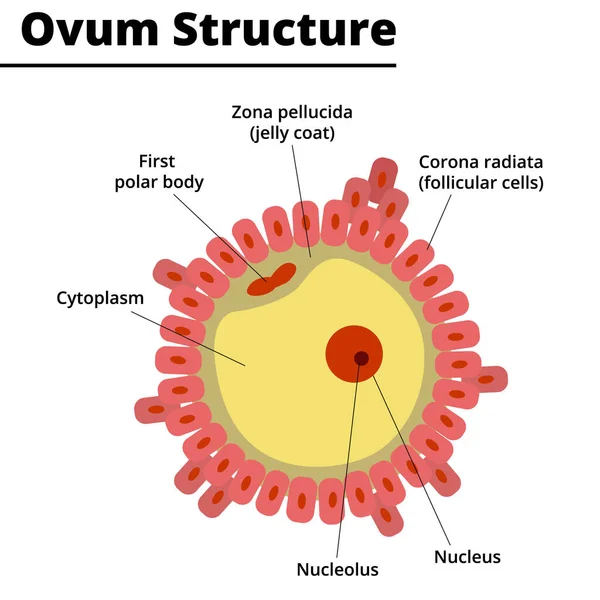 Ovum Yapısı. İnsan ve hayvan yumurtası morfolojisi. Vektör çizimi. Didatik illüstrasyon.