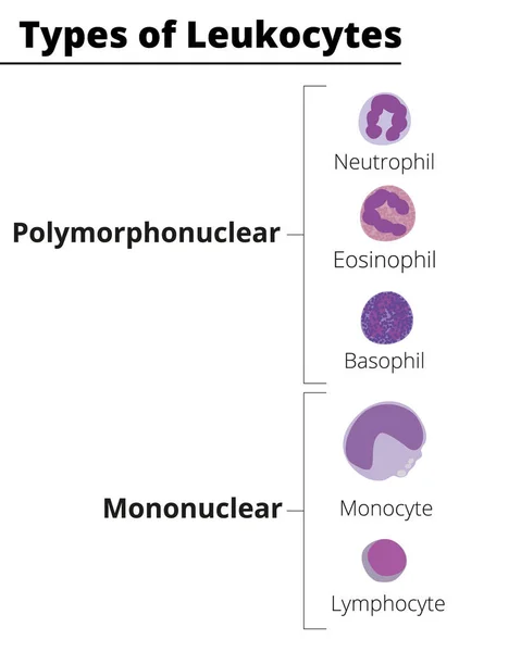 Beyaz kan hücrelerinin türleri. Lökositler, polimoronükleer ve mononükleer. Nötrofil, Eosinophil, Basophil, Lenfosit, Monosit. Vektör çizimi. Didatik illüstrasyon.