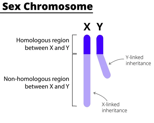 Chromosomen Een Witte Achtergrond Linked Linked Erfenis Vectorillustratie — Stockvector