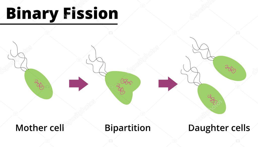 Binary fission. Asexual reproduction of some unicellular organisms. Vector illustration. Didactic illustration.