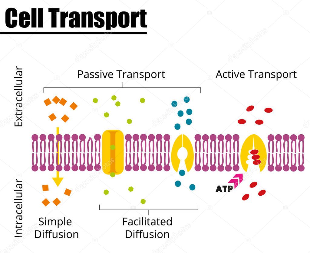 Passive vs Active cell transport. Vector illustration. Didatic illustration.