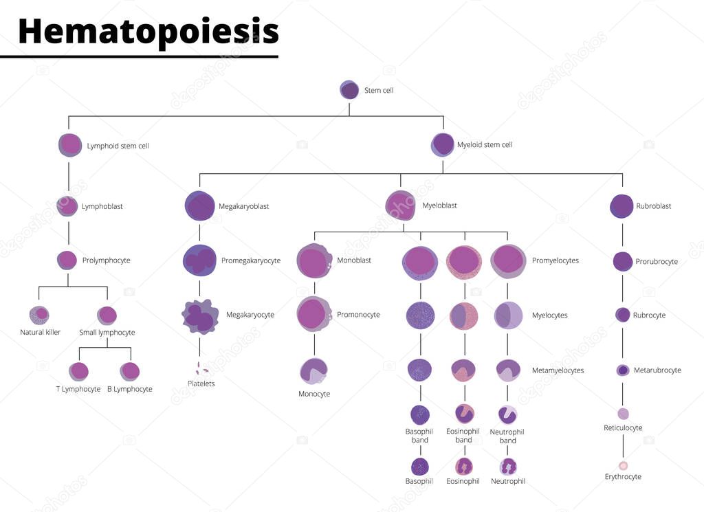 Hematopoiesis differentiation of blood cell types infographic stem cell derived blood cells and immune cells. Vector illustration. Didatic illustration.