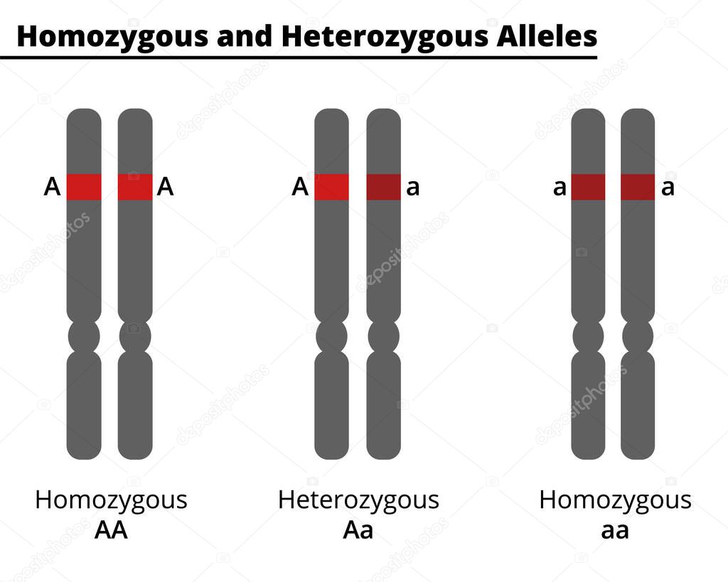 Difference Between Homozygous and Heterozygous alleles. Genotype of a diploid organism on a single DNA site. Vector illustration. Didatic illustration.