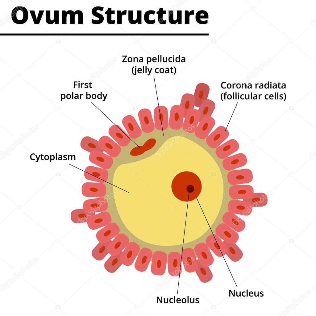 Ovum Structure. Morphology of the human and animal ovule. Vector illustration. Didatic illustration.