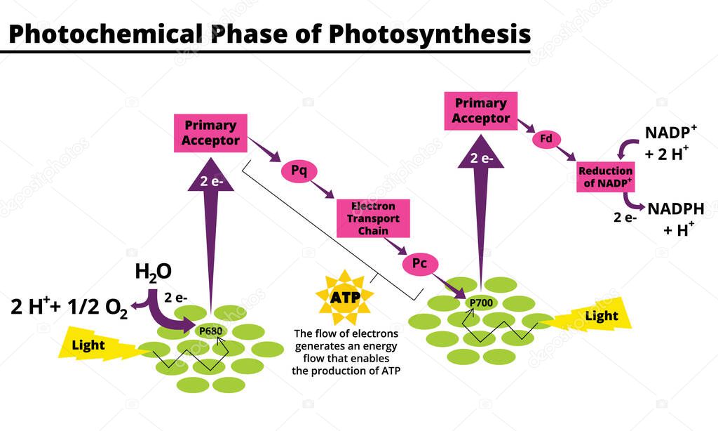 Photochemical phase of photosynthesis. Biological vector illustration diagram scheme. Conversion of light, water, carbon dioxide, oxygen and sugars. Vector illustration. Didatic illustration.