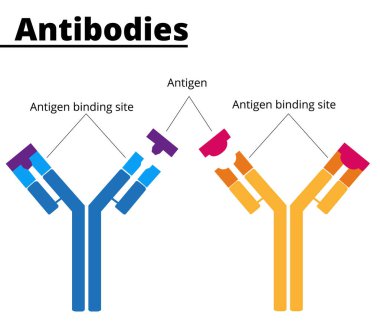Structure of immunoglobulins. Antibodies with tha antigen binding site, specific for each type of antigenic substance. Vector illustration. Didactic illustration.