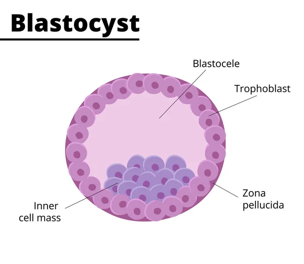 Blastocyst structure. Embryology. First week of pregnancy. Stem cells. In vitro fertilization. Vector illustration. Didactic illustration.