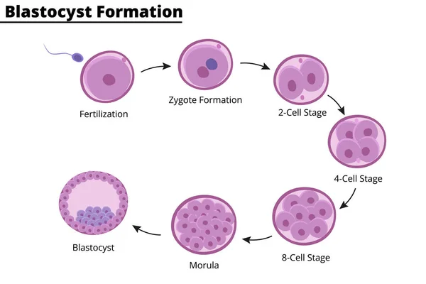 Formation of blastocyst. Embryology. First week of pregnancy. Stem cells. In vitro fertilization. Vector illustration. Didactic illustration.