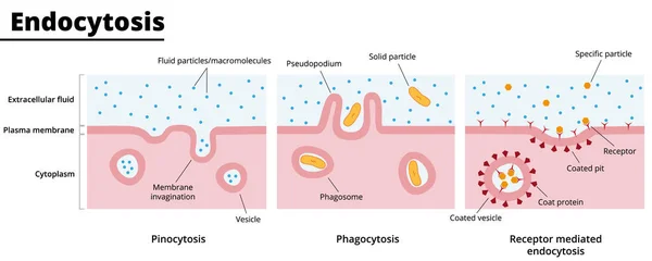 Types of endocytosis. Process of engulfing particles by eukaryotic cells. Phagocytosis, pinocytosis, and receptor-mediated endocytosis. Vector illustration. Didactic illustration.