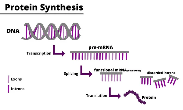 Protein synthesis process. Production of proteins from DNA. Processes of transcription, splicing and traduction. Vector illustration. Didactic illustration.