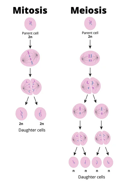 Difference between mitosis and meiosis. Types of cell division that produce diploid or haploid cells. Vector illustration. Didactic illustration.