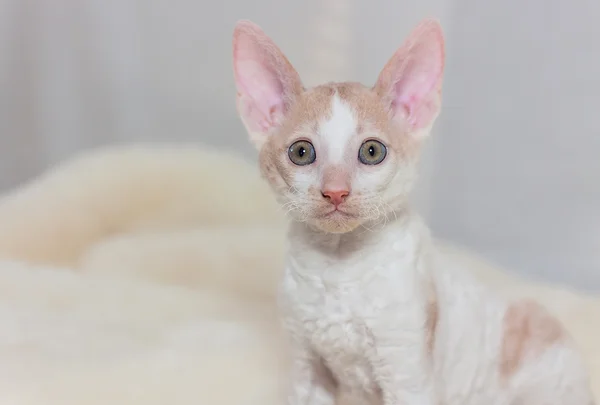 Cute χνουδάτο κόκκινο γατάκι cornish rex — Φωτογραφία Αρχείου