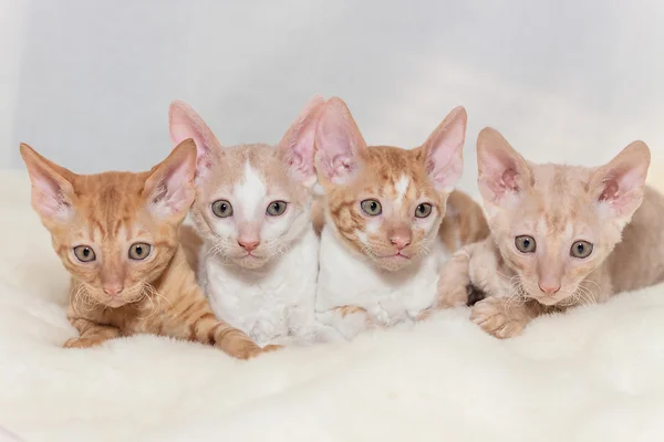 Kırmızı kedi oyuncak grubu cornish rex