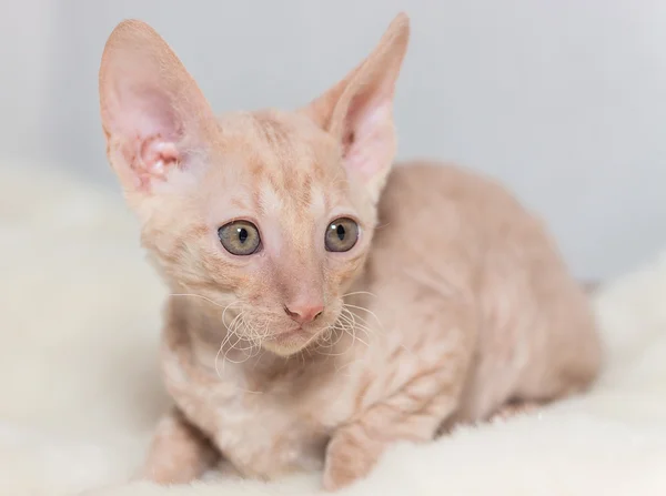 sevimli peluş kırmızı cornish rex kedicik