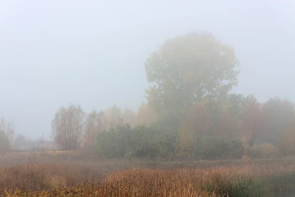 Manhã outono paisagem prados florestas no nevoeiro — Fotografia de Stock