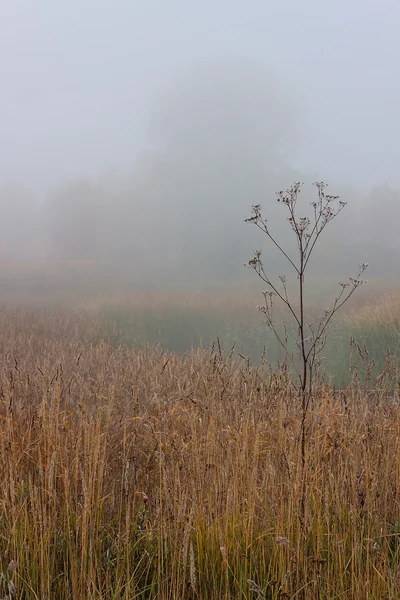 Morning autumn landscape meadows forests in the fog — Stock Photo, Image