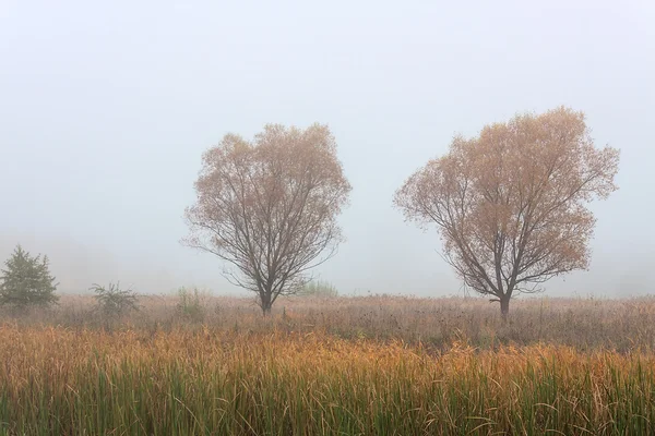 Morgon höst landskap ängar skogar i dimman — Stockfoto