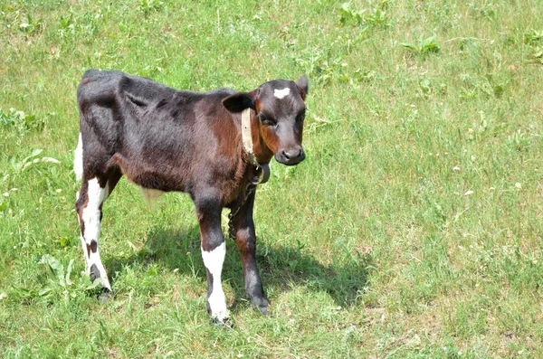 The calf — Stock Photo, Image